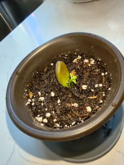 Starter Graptopetalum Bronze Succulent – Rooted Cutting in Fresh Soil