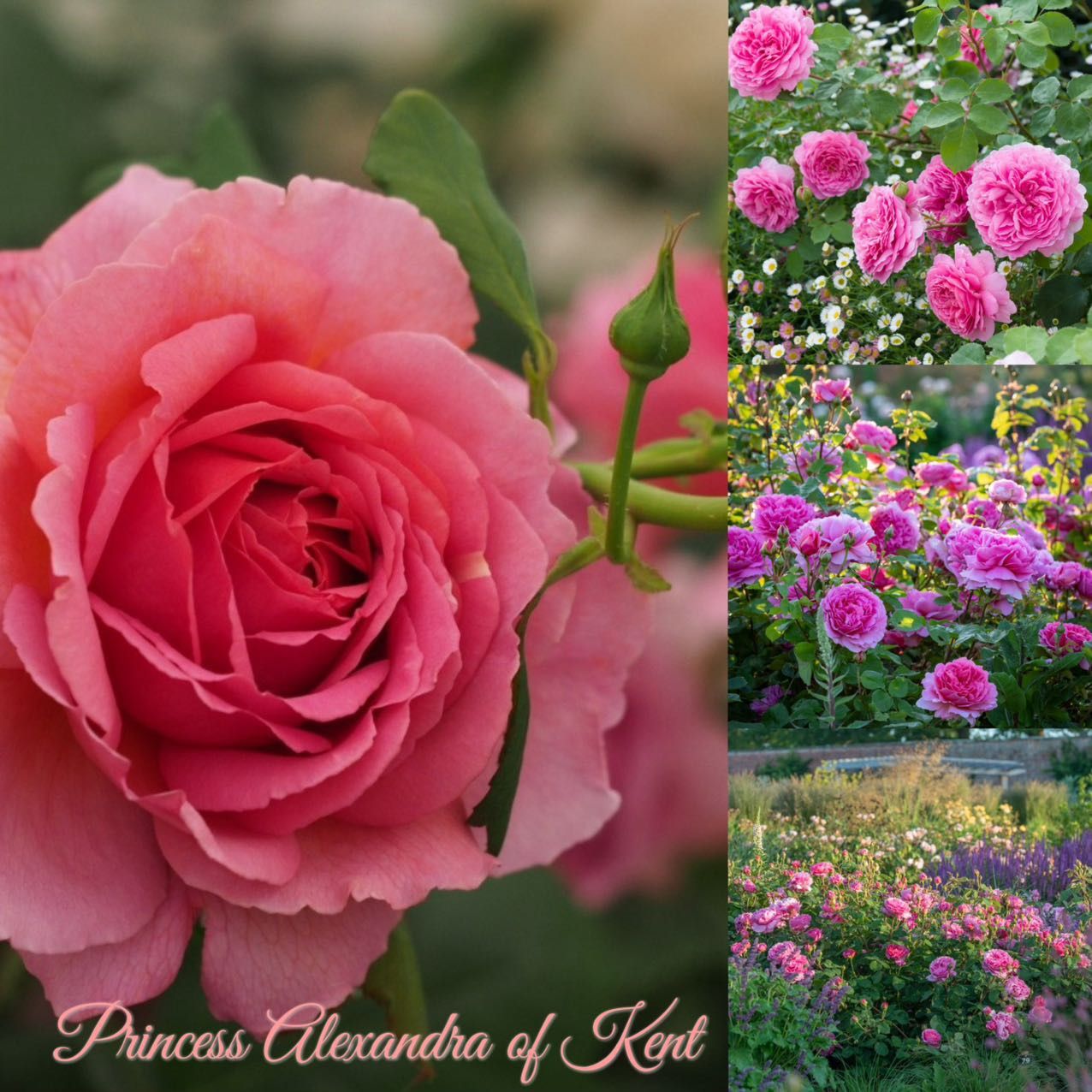 Princess Alexandra of Kent Rose Plant