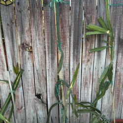 Dragonfruit Plants-mature rooted 2ft to 6ft
