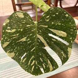 Monstera Thai Constellation