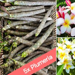 5x Plumeria Succulent Plant Cuttings w/ Tropical Pink, White, Yellow Flowers 🌺🌿