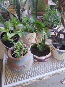 Mother's Day Plant's