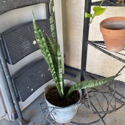 Plantas Diferentes Precios 