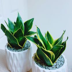 Sansevieria Snake Plant With A Ceramic Pot - Indoor Plant - $12 Each 