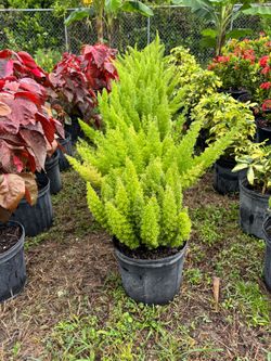 Foxtail fern 3 gal