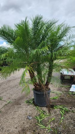 Beautiful Robolinis About 6 Feet Tall For Just $90 Best Plants For Tropical Gardens Very Low Maintenence