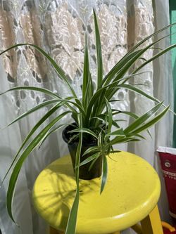 Spider 🕷️ Plant 🌱 