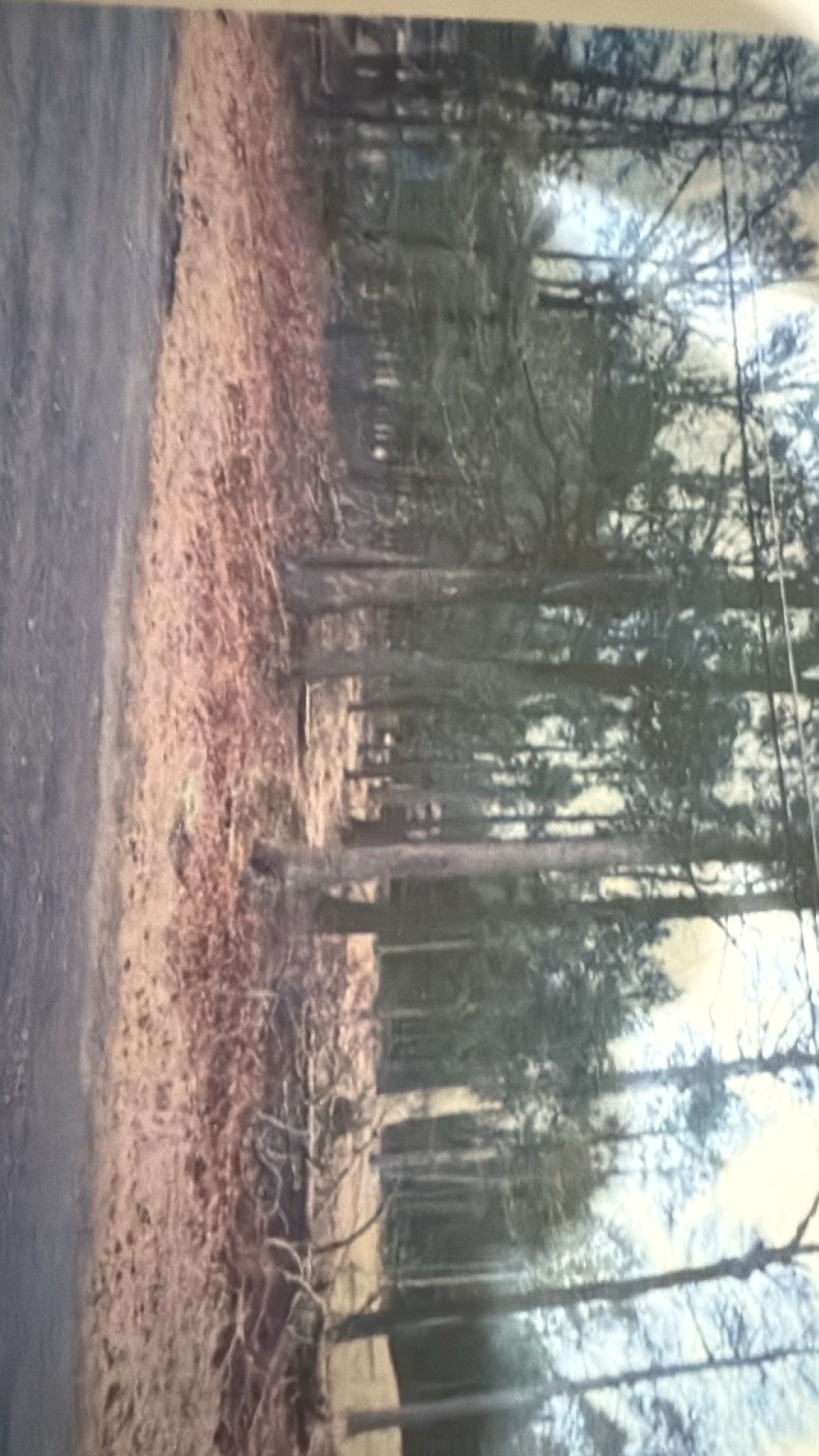 Pocono 1/2 Acre Lot For Sale