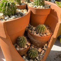 Cactus and Succulents 4”pot 