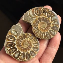 Natural Ammonite