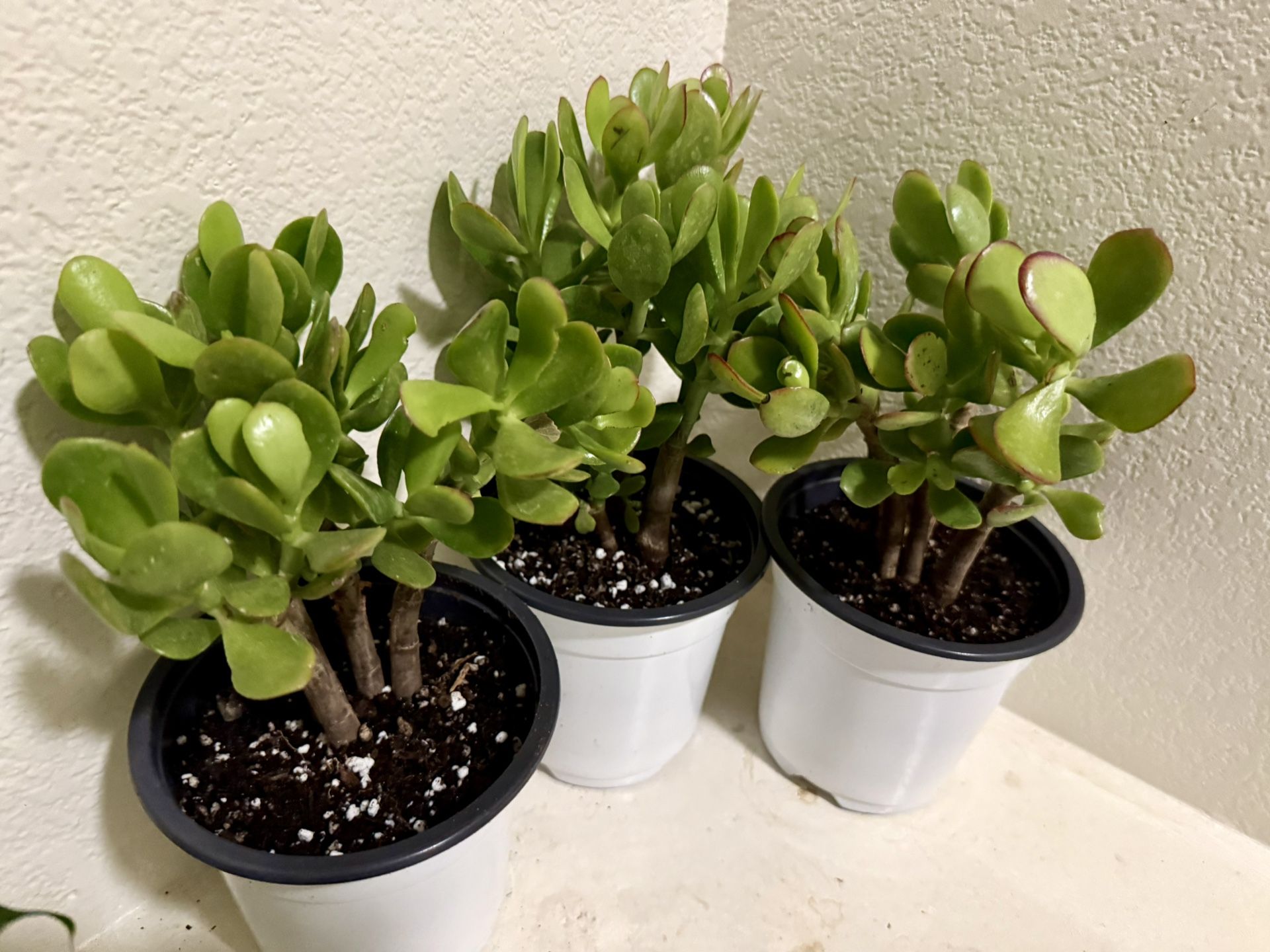 🌿Lucky Jade Or Gud Luck Plant ♥️