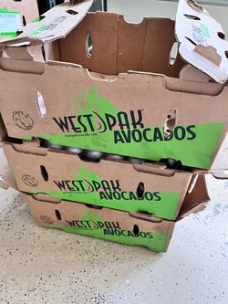 Avocado box with carton