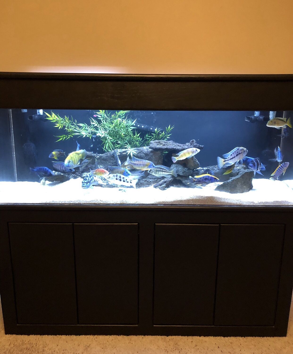 Nice 100 gallon aquarium acrylic