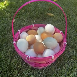 Range free eggs