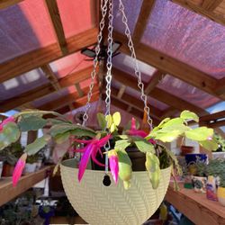 Hanging Planters 