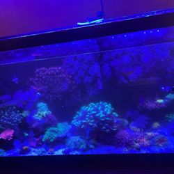 Salt Water Tank Decorations 