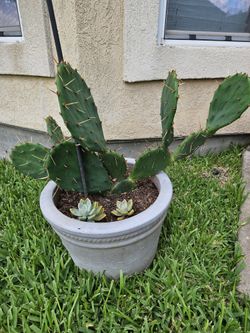CACTUS + FLOWER POT