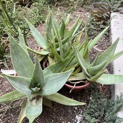 Many Aloe Vera