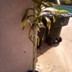 Tall House Plant In A Pot $10