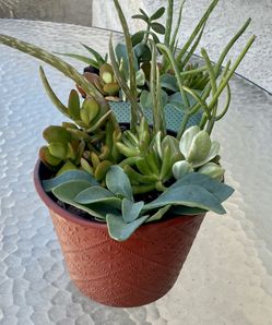 6 diff kind of succulents...