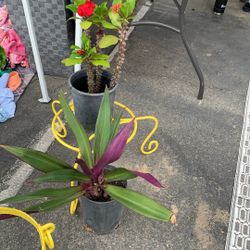 Plants For Sale For Mother’s Day 