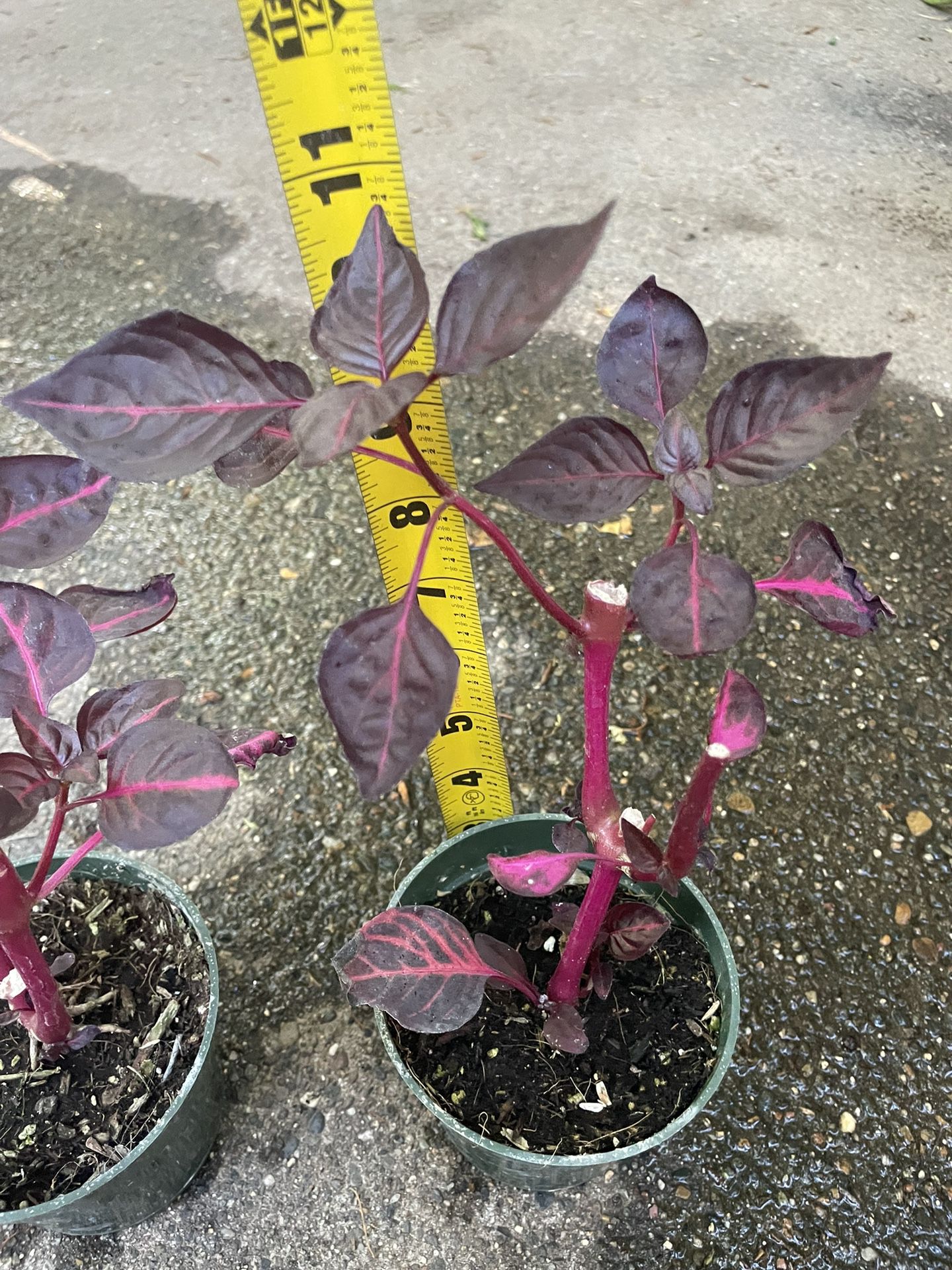 Blood Leaf Plant (Iresine) 4” pot $13 each or both for $24; 95820 Price Firm