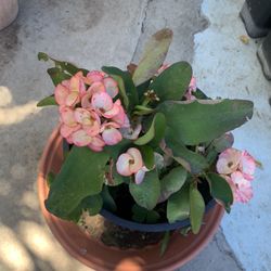 Corona De Cristo Plants