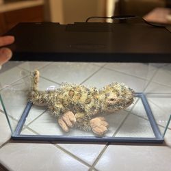 3 Gallon Glass Aquarium 