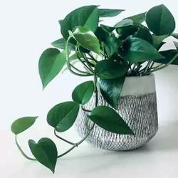 Lush Trailing Global Green Jade Money Plant Pothos/ House Plant/ Indoor Plant  Flower Patio Garden 