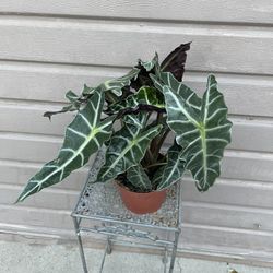 6” Alocasia Polly Super Full