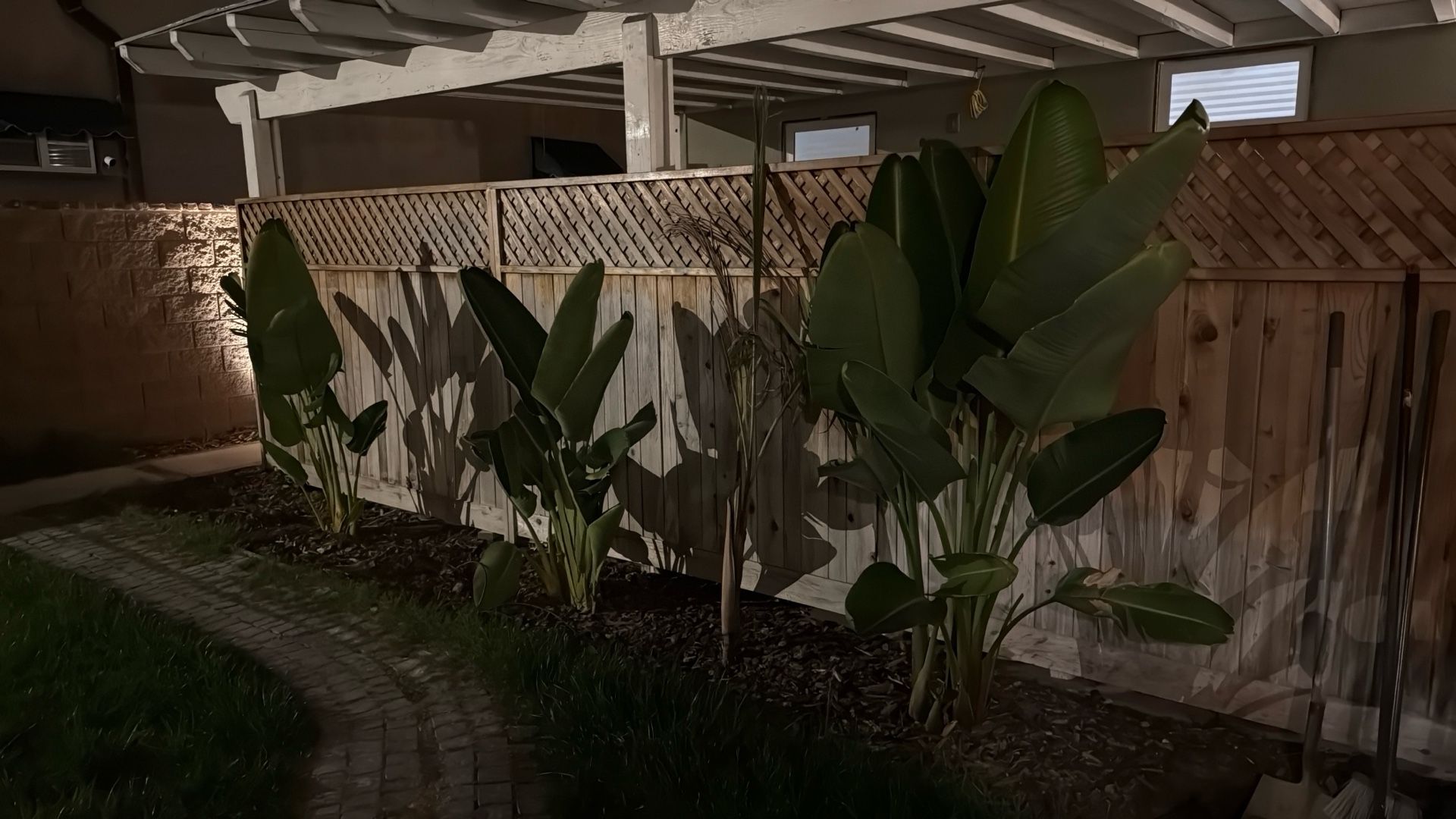 3 Elephant, Ear Plant, And One Palm 