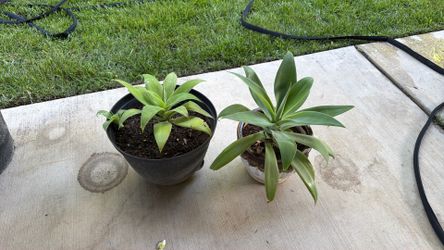Foxtail agave plants