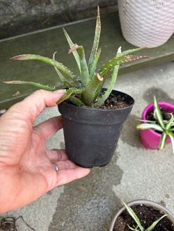 Aloe Vera Plant in Small Black Pot