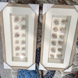 2- Seashell Shadow Boxes (24x12) Babylon and moon snails shells