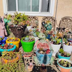 Succulent Plants