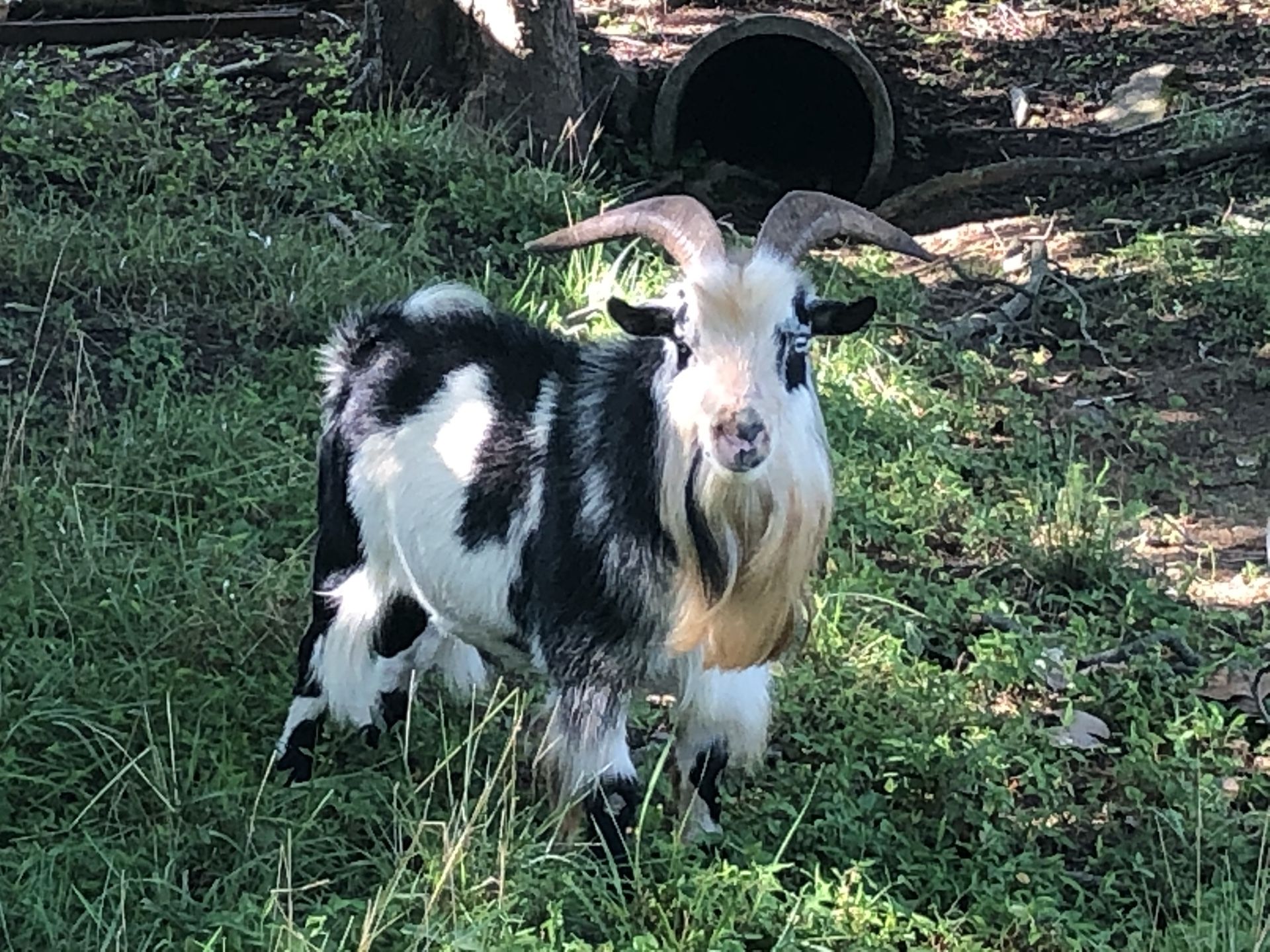 Nigerian dwarf goats