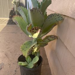Kalanchoe Marmorata Beker Plant 