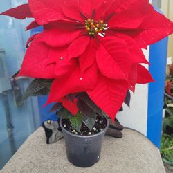 Poinsettias 
