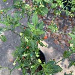 Chile piquin del monte