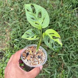 Monstera  Adansonii Aurea Variegated,