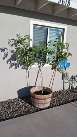 Tree  mulberry / arbol mora macho