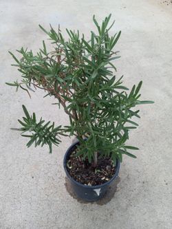 Rosemary Medicinal And Food Plant 8.00 Dlls Cheap