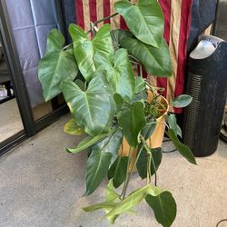 Huge Philodendron 
