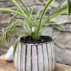 Spider House Plant In Ceramic Pot 4"H.