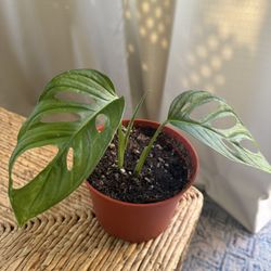 Monstera Adansonii Plant 