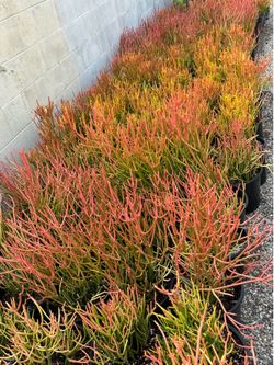 Fire stick in 3 gallon pots $15 each