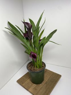 Calla Lily