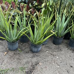Aloe Vera In 3 gls Pot. SPECIAL PRICE 🤩