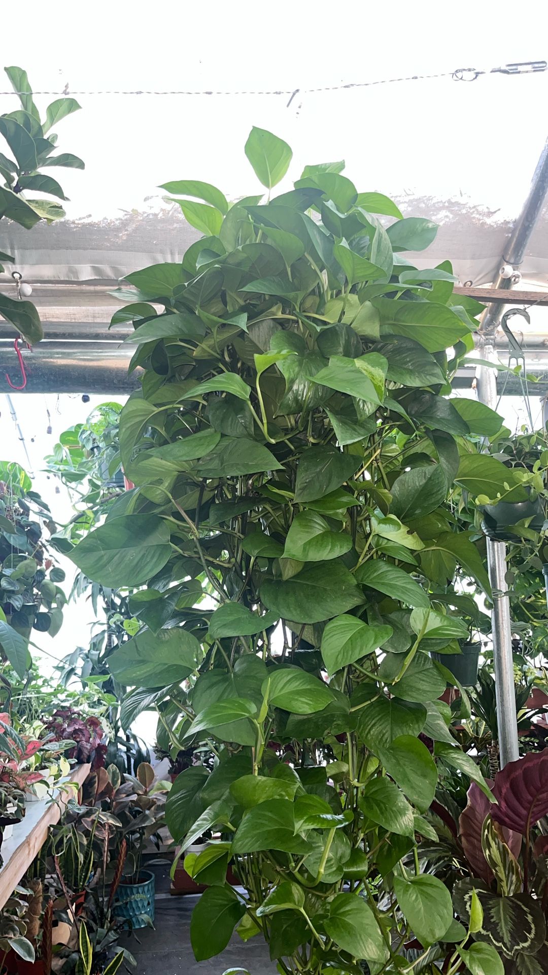 XXXl Green jay Pothos In a 8 Inch Pot Super Long