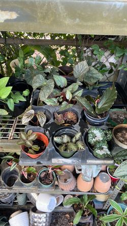 Begonia rex live plant and angel wing